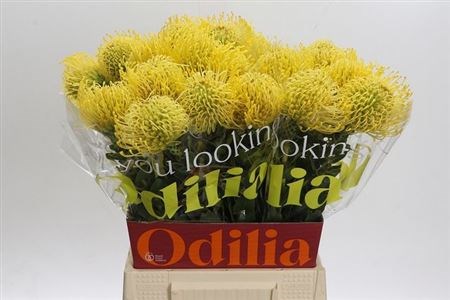 Леукоспермум-Leucospermum- Co High Gold-50cm e99d9978-357d-11f1-0a80-148d0019b1d4