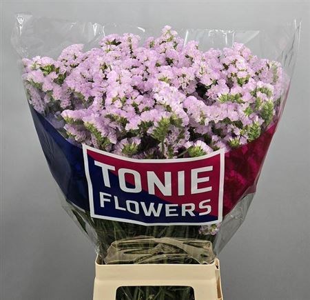 Лимониум-Limonium-S Sera Sun Birds-80cm-120gr e9ada96b-357d-11f1-0a80-148d0019b1d7