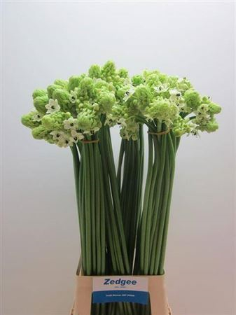 Орнитогалум-Ornithogalum-Saundersiae-75cm e9b9fb44-357d-11f1-0a80-148d0019b1da