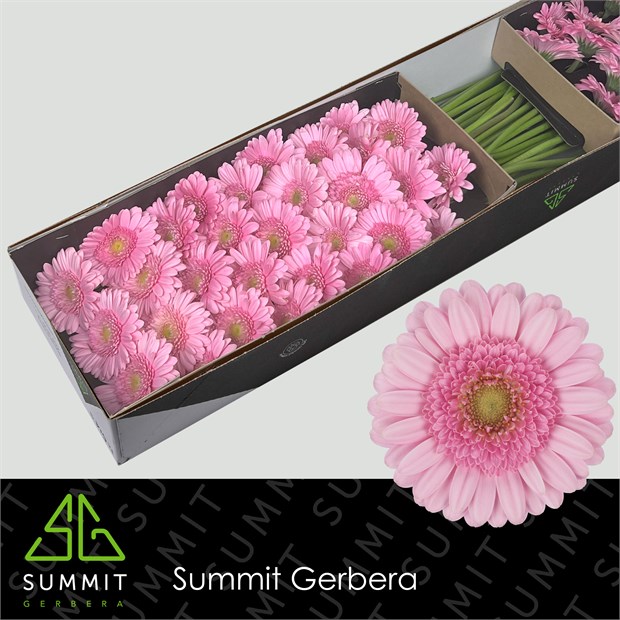 Гербера-Gerbera-Mi Andrina-45cm e9e21c23-1a4d-11f1-0a80-116f005d7149