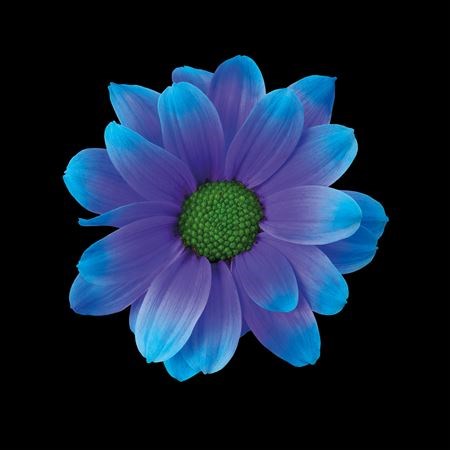 Хризантема куст-Chrysant Tr-Kennedy Blue Lagoon-70cm ea3620b9-1a4d-11f1-0a80-116f005d715a