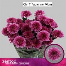 Хризантема куст-Chrysant Tr-Fabienne-70cm-80gr ea47603c-357d-11f1-0a80-148d0019b1ec