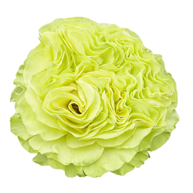 Роза-Rosa-Exotix Mint-40cm-TA ecc9d147-3b31-11f1-0a80-0b2b001cca7f