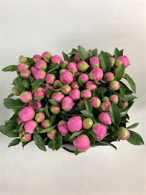 Пион-Peony-Jules Elie-70cm-CE efac737a-3f08-11f1-0a80-1323001394ef