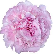 Пион-Paeonia Angel Cheeks 50-GW f419d2ec-4ee5-11f1-0a80-156000000257