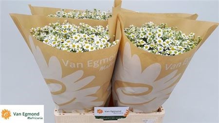 Матрикария-Tanacetum-Pa Cameron-60cm/600gr f947e6f1-3580-11f1-0a80-1d7d0016f202