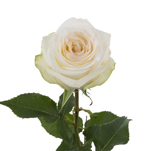 Роза-Rosa-Candlelight-60cm/TA fc0e9b40-14b5-11f1-0a80-0cac00201e00
