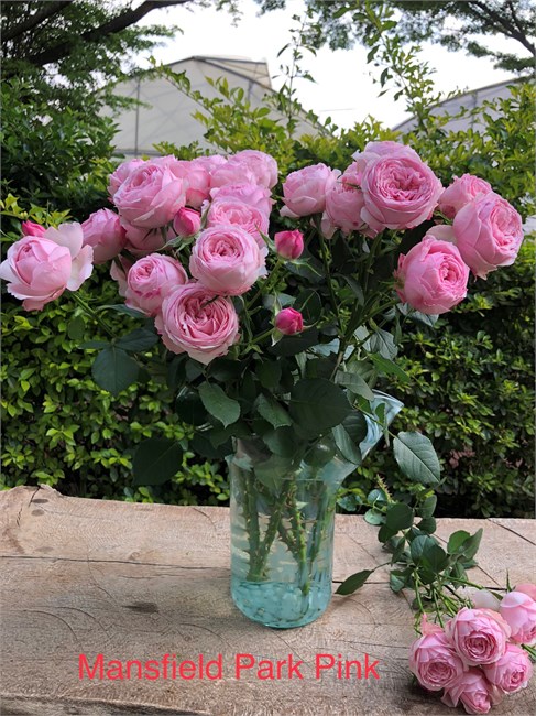 Роза спрей Mansfield Park Pink 50 6c6e94aa-5398-11f1-0a80-11ef0032348f