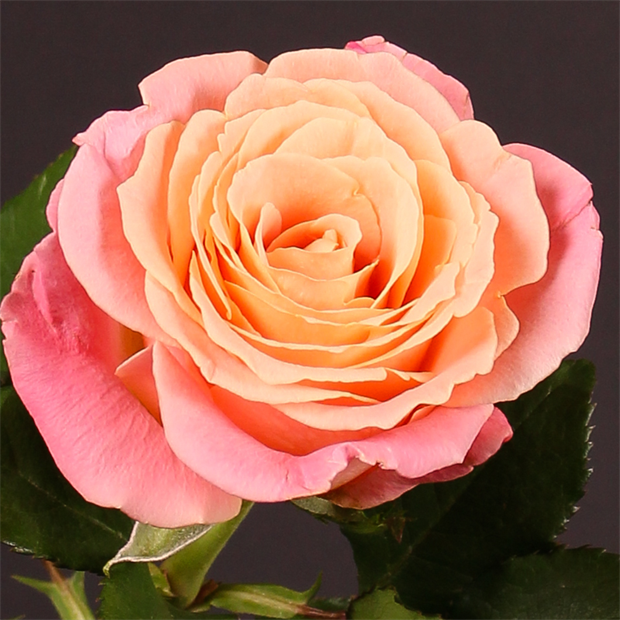 Роза стандарт Miss Piggy 60 6c8678a1-5398-11f1-0a80-11ef003234a4