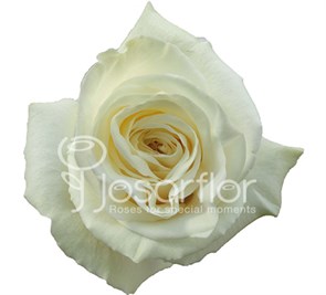 Роза-Rosa-Playa Blanca-50cm-IS 9b69ef5e-a5b5-11ee-0a80-138b000173b6