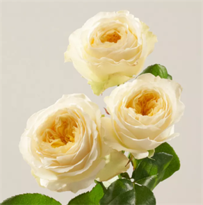 РОЗЫ Роял Парк (куст.) 60 см  (Россия) 9dcd6287-fef8-11ed-0a80-07990014ec71