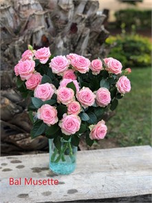 Роза куст-Rosa sp-Bal Musette-50cm-RS a3ba8a6d-bfa6-11ec-0a80-0b4c0008f225