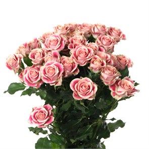 Роза куст-Rosa sp-Flinders Lane-50cm-RS a3d3c9d3-68d8-11ee-0a80-0c29000885b5