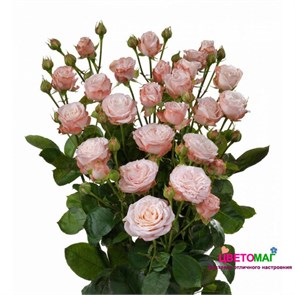 Роза куст-Rosa sp-Bombastic-50cm-Ge a752bd76-bfa6-11ec-0a80-0b4c0008f524
