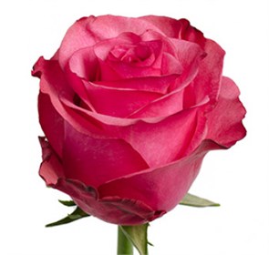 Роза-Rosa-Lola-50cm-IS a88ccfa4-1bbc-11f0-0a80-066d0000c653