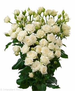 Роза куст-Rosa sp-Josephine-50cm-RS abcbf59c-bfa6-11ec-0a80-0b4c0008f853