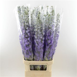 Дельфиниум-Delphinium-Purple Heart-100cm-Bg ac943d65-11f4-11ee-0a80-0df0001674db