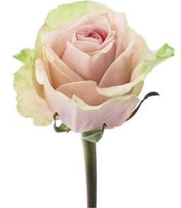 Роза-Rosa-Salma-50cm-IS 12bf5b4f-33f8-11ef-0a80-06380001be56