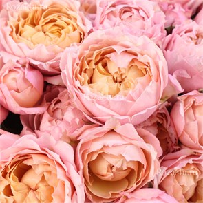 Роза куст-Rosa sp-Julietta-50cm-Si b13db795-bfa6-11ec-0a80-0b4c0008fb1f