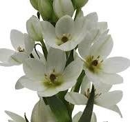 Орнитогалум-Ornithogalum-Milky Way-50cm-So b1ba88ea-7c02-11ef-0a80-160900122de7