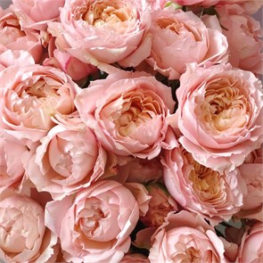 Роза куст-Rosa sp-Julieta-50cm--RS b33b8f2e-bfa6-11ec-0a80-0b4c0008fca9