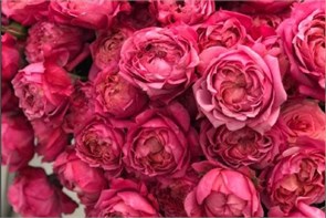 Роза куст-Rosa sp-Julietta Cerise-53cm-Ti b3d16e3d-bfa6-11ec-0a80-0b4c0008fd21