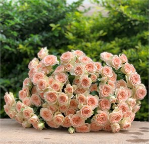 Роза куст-Rosa sp-Sancerre-50cm-RS b94d583b-bfa6-11ec-0a80-0b4c00090296