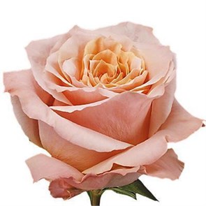 Роза-Rosa-Shimmer-50cm-IS bc51a36e-a5b5-11ee-0a80-0b8400018a72