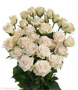 Роза куст-Rosa sp-Royal Porcelina-50cm-Si bd189eed-bfa6-11ec-0a80-0b4c00090506