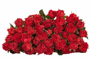 Роза куст-Rosa sp-Bella Linda Brick--50cm-RS bea602d4-4e4c-11ee-0a80-063e001110cc