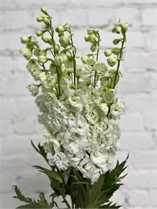 Дельфиниум-Delphinium-Snow White-120cm-Bg bf1fc137-c574-11ed-0a80-0558001a7079