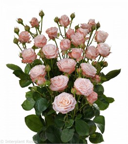 Роза куст-Rosa sp-Madam Bombastic-50cm--Ge c491b765-cfb4-11ed-0a80-0f0a000c51a9