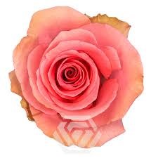 Роза-Rosa-Flirty-50cm-IS c7ca6344-c47c-11f0-0a80-041800168c1d