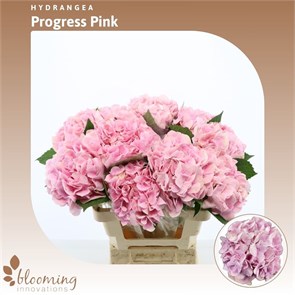 Гортензия-Hydrangea-Bloom Pink Progress-70cm-/Bg cb1d09dc-e7ae-11ef-0a80-161100343add