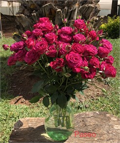 Роза куст-Rosa sp-Paseo-50cm-RS d8377a68-eb20-11ed-0a80-041b007e2c4b