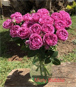Роза куст-Rosa sp-Misty Bubbles--50cm-Si dbb33ea6-6630-11ef-0a80-078f0000a8e6