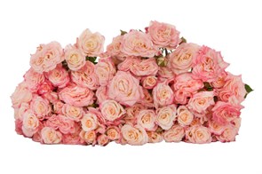 Роза куст-Rosa sp-Reflex-50cm-Si 16cae2c6-8174-11ef-0a80-1083000fb8d2
