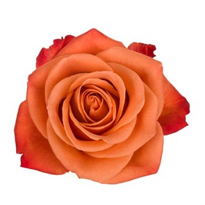 Роза-Rosa-Orange Crush-50cm-IS e6795a62-2362-11ef-0a80-11330000f1cc