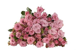 Роза куст-Rosa sp-Nolla-50cm-RS f2e81376-f1b7-11ef-0a80-1179001cb728