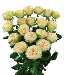Роза куст-Rosa sp-Summer Rose-50cm-Ge f3d47a54-b52d-11ed-0a80-0256004397d9
