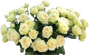 Роза куст-Rosa sp-Sandy Coast-50cm-RS f41ad0b8-eb20-11ed-0a80-00cb007ce7d4