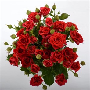 Роза куст-Rosa sp-Mirabel-50cm-Si f5b82055-e585-11ef-0a80-1611001338f0