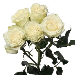 Роза куст-Rosa sp-White Majolika-53cm-Ti ffaf2909-3226-11f0-0a80-043b001a9752