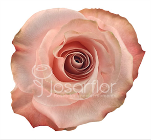 Роза-Rosa-Be Sweet-50cm-IS d6749f06-cde2-11ef-0a80-0bb6006444c7