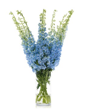 Дельфиниум-Delphinium-Du Dewi Boy-90cm-Bg 0cd78af9-47aa-11f1-0a80-07090028c6d2