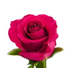 Роза-Rosa-Gotcha-50cm--IS 29d11060-421c-11f1-0a80-1a2c002f0260