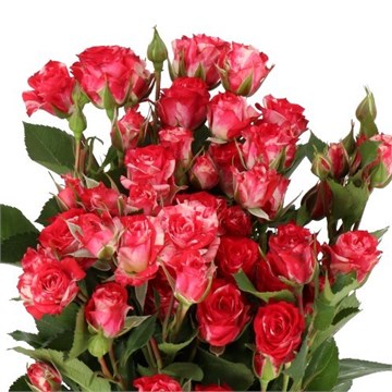Роза куст-Rosa sp-Fireworks-50cm--Si 2b262ad7-4884-11f1-0a80-144c00118094