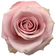 Роза-Rosa-Secret Garden-60cm-QA 2fff8781-3001-11f1-0a80-0e2a00360847