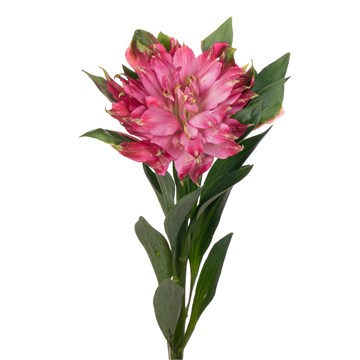 Альстромерия-Alstroemeria-Sofiana-70cm-/Si 3d260709-14c5-11f1-0a80-046b00201ec2