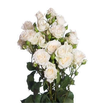 Роза куст-Rosa sp-Jeanine-50cm-/Si 69e90af9-5368-11f1-0a80-02e3000b5b11